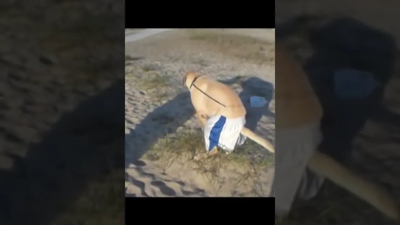 Dog Poops Pants! Try Not To Laugh! 😆😍😂 #shorts #shortsviral #dog @FunnyAnimalsMovieQuotes