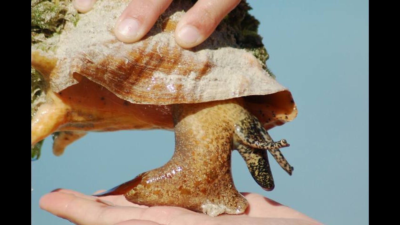 The Florida battle shell is one of the funniest creatures of marine fauna.