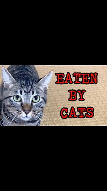 Eaten By Cats #shorts