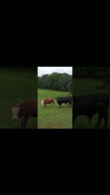 Love hurts! Bull injures his… well, you know, the thing. #farm #farmlife #cattle #ranch #ranchlife