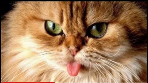 Funny Cat Vines - Short Funny Cats Videos