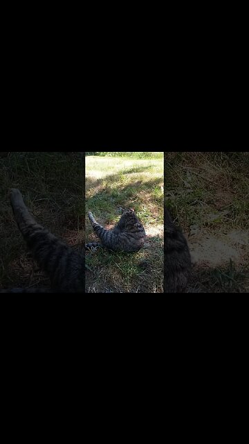 A Little Grooming Goes A Long Way