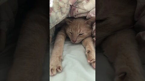 Cute cat yawn 😍