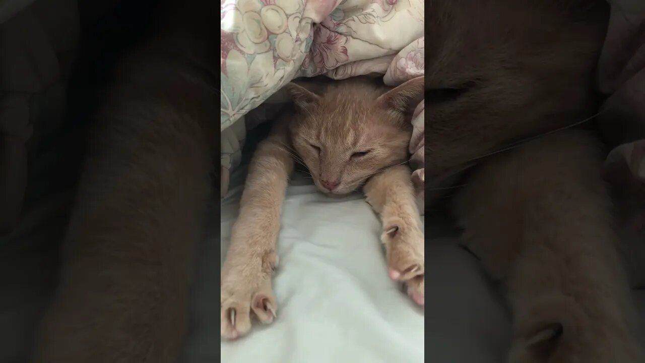 Cute cat yawn 😍