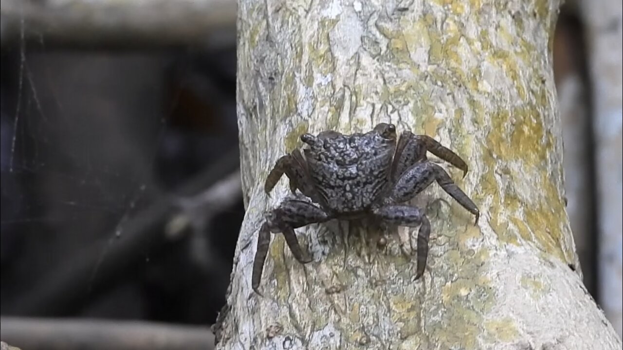 Mangrove Tree Crab Walking Along A Tree