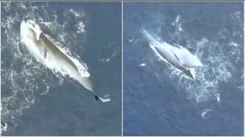 Un drone filme un rorqual de Bryde en plein repas au Curaçao