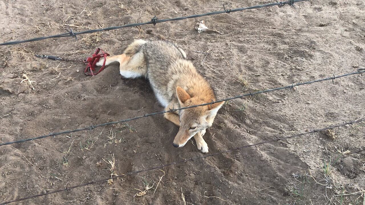 Nebraska coyote