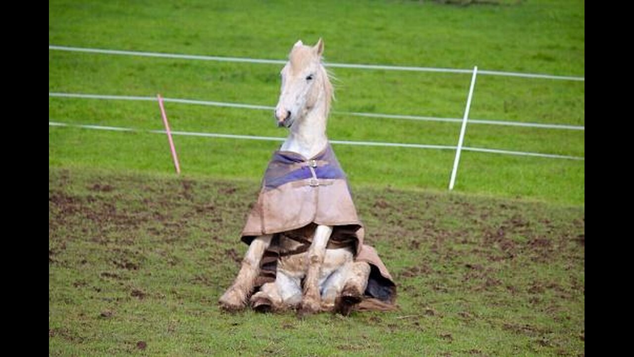 ~THE FRIGGING AMERICAN HORSE HAS A FUCKING STD!~