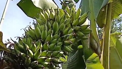 Banana tree muli