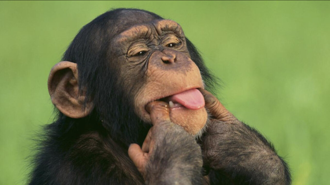 A match between monkeys and dogs