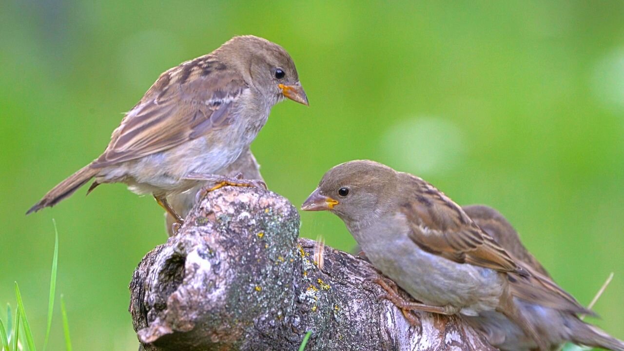 House Sparrows Get to Feast on Oats with no Pigeons in Sight