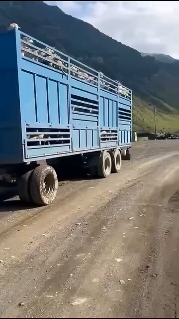Goat stuck on a telephone pole wire 😂