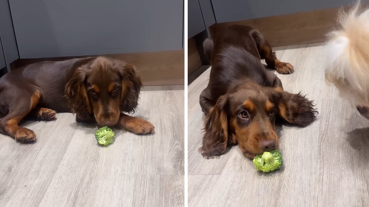 Puppy's First Encounter with Broccoli Is Too Cute To Miss