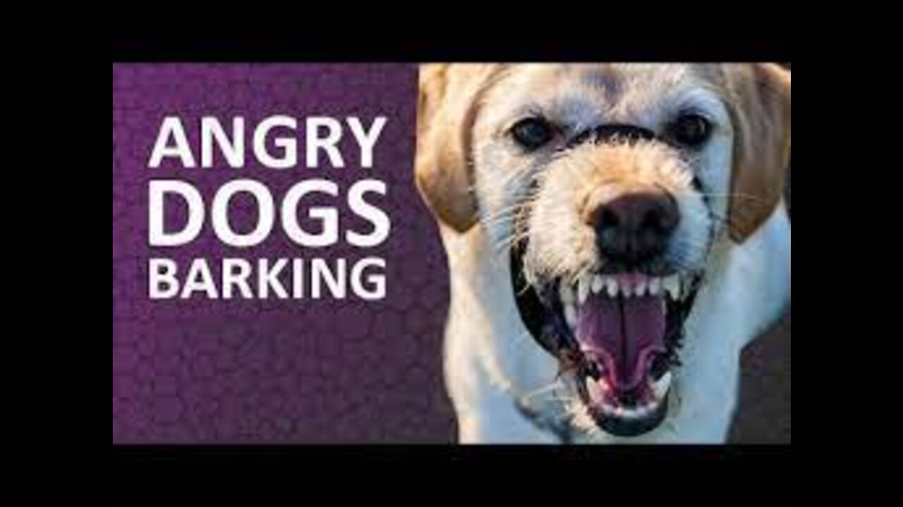 TOP 10 dog barking videos compilation 2016 ♥ Dog barking sound - Funny dogs