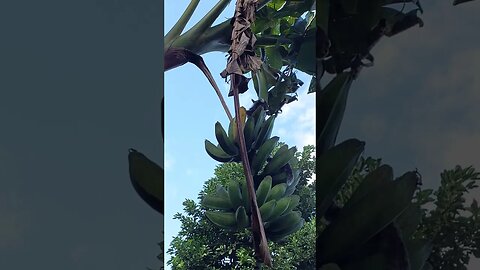 Mico comendo minha pendão de Banana! 😮