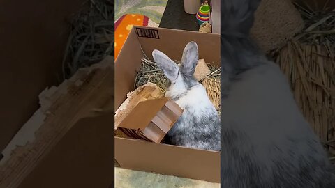 Bunny Throws Tantrum in Box 📦