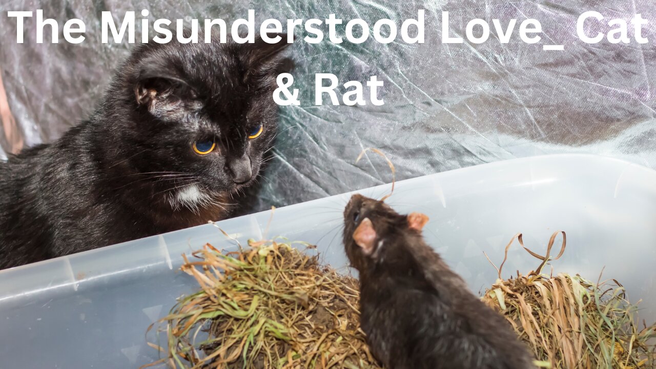 The Misunderstood Love_ Cat & Rat