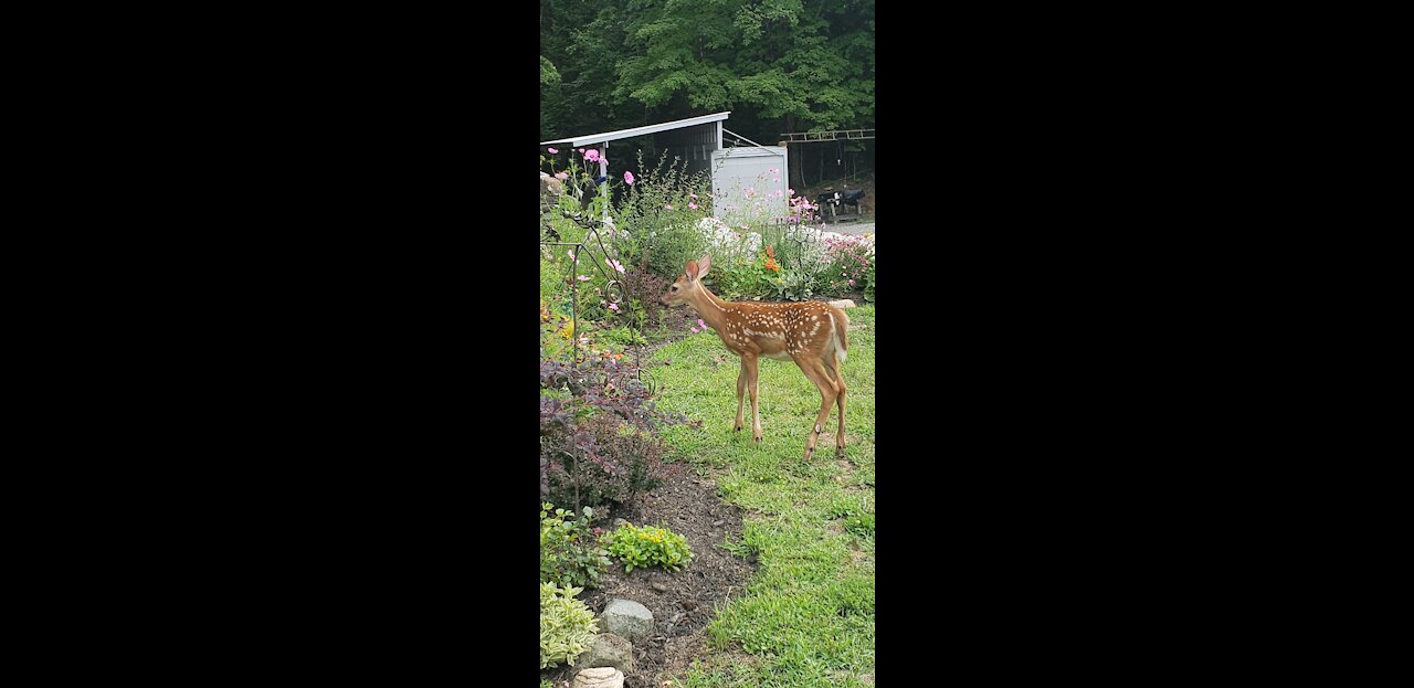 Mother Deer out with her Twin Male Fawns