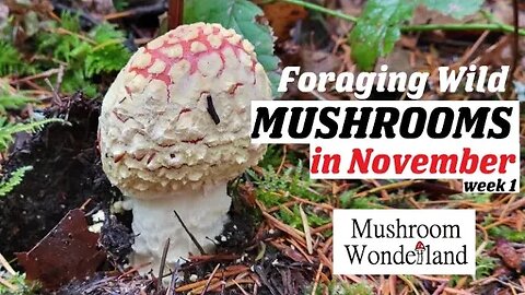 Foraging Wild Mushrooms in November- Week 1 of Nov update 2022