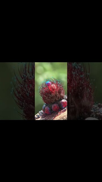 Have You Seen A Plant 🌵 Like This! #Shorts #ytshorts #UbertainmentFun #Plant #Amazing #Fun #Creature