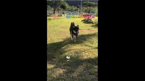 catchball with Shiba inu in the garden