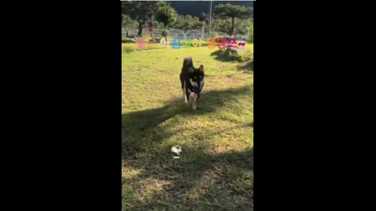 catchball with Shiba inu in the garden