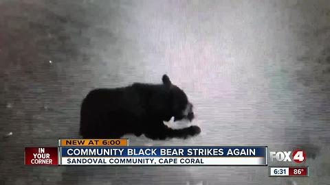 Sandoval Bear Strikes Again