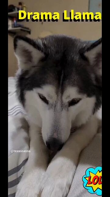 Talking Husky Throwing a Tantrum