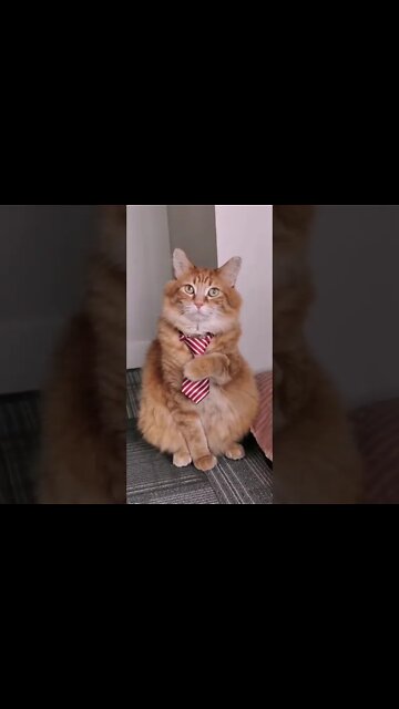 Funny Cats and Kittens Meowing Compilation&Baby Cats -Cute and Funny Cat Videos #shorts (5)