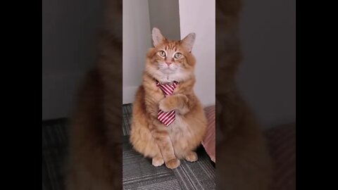 Funny Cats and Kittens Meowing Compilation&Baby Cats -Cute and Funny Cat Videos #shorts (5)