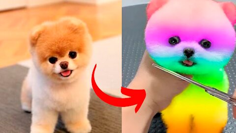 Dog Cute puppy Lulu Pomeranian