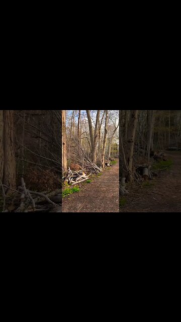 This Trail Is Destroyed from a Hurricane 🌀