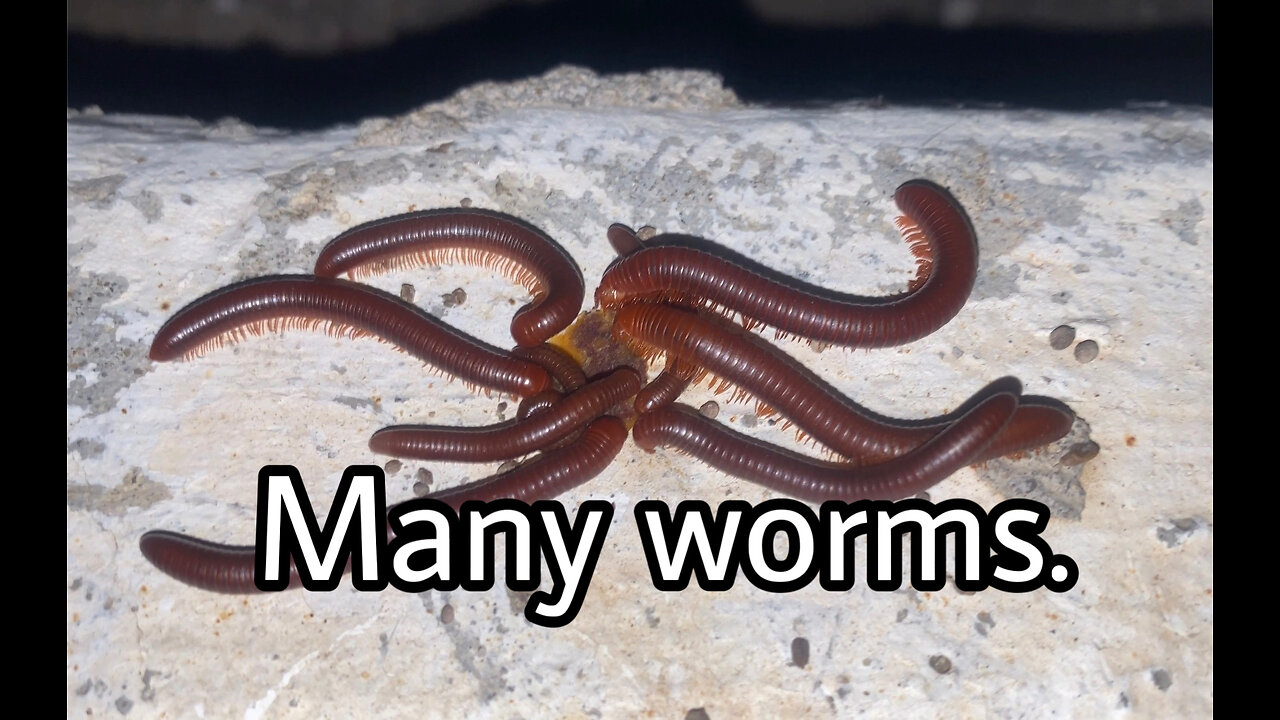 Many worms.