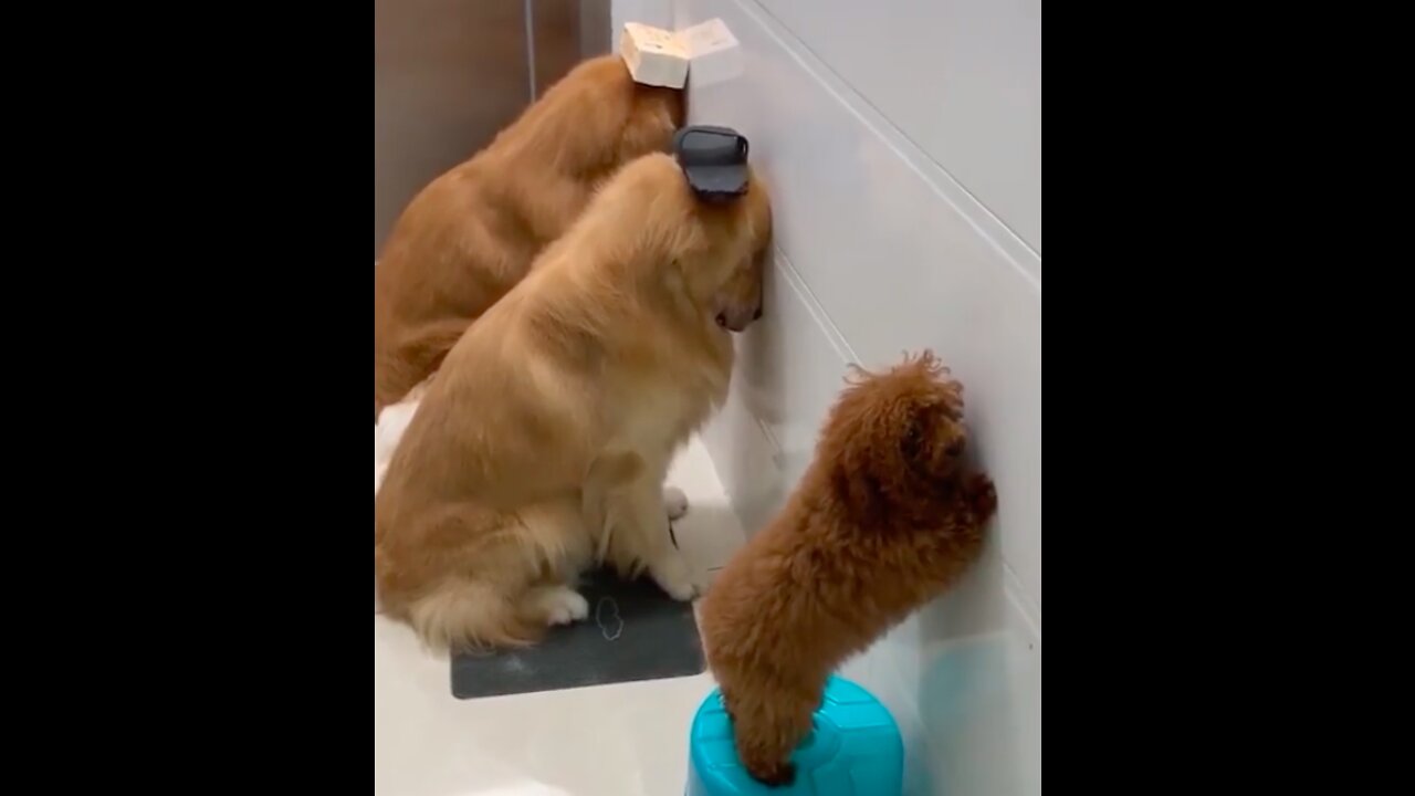 The Best of Sabotage and Lovely. Super Cute
