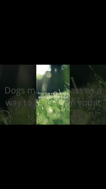 Why dogs eat grass and leaves? #shorts #answer #dogs #education