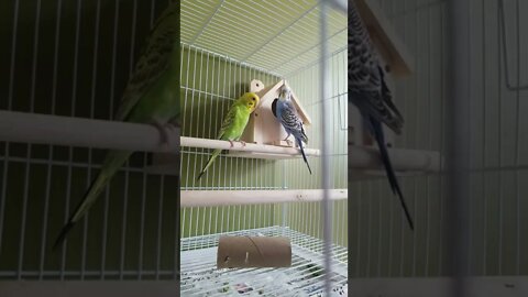 Budgies Like To Move It 😂 #funny #youtubeshorts #shorts #birds #animallover