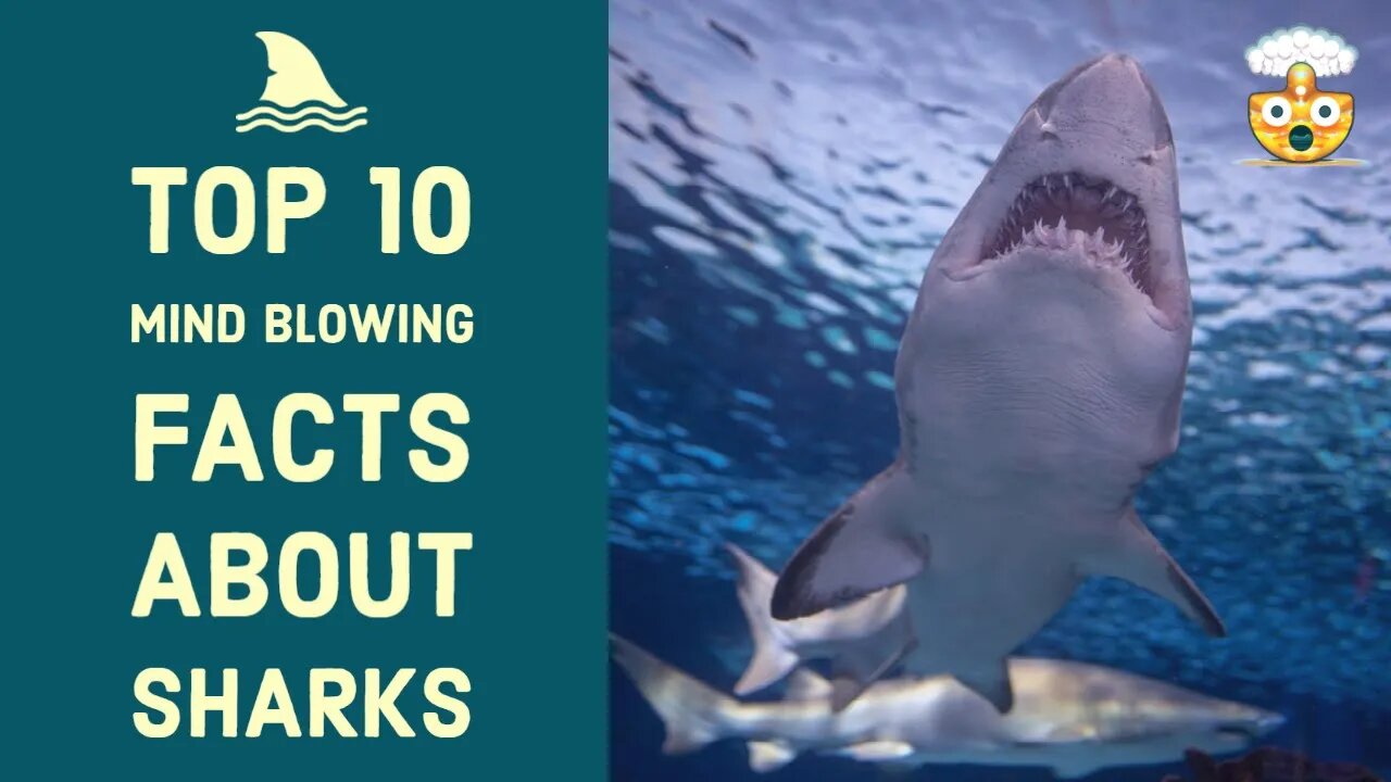 10 Incredible Facts About Sharks You Won't Believe - Learn the Fascinating Truths Now!