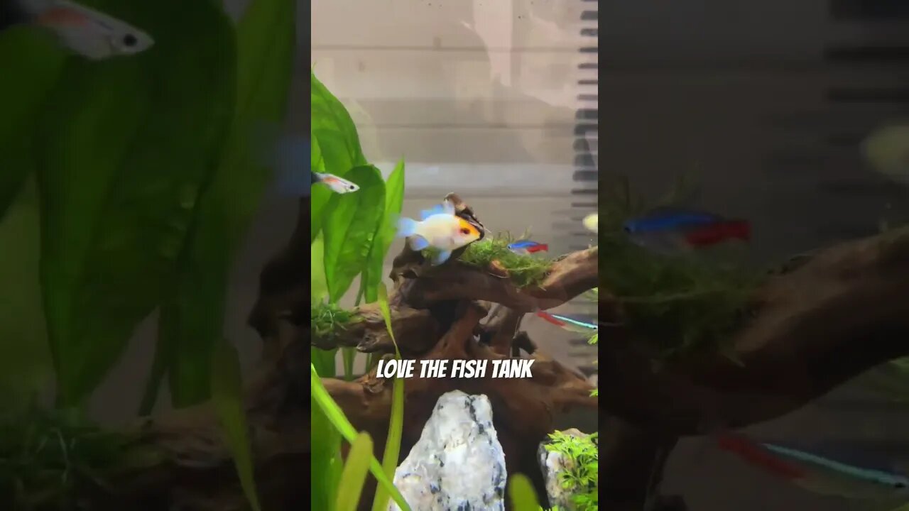 My Fish Died R.I.P #fishaquarium #aquarium #fishvideos #fishlovers #fishtankideas #fishtanktips