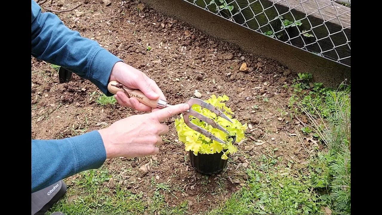 Solid Stainless Steel, Berry&Bird Gardening Hand Fork