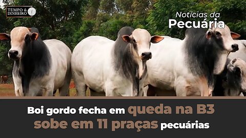 Boi gordo fecha em queda na B3, sobe em 11 praças pecuárias em dia de poucos negócios.