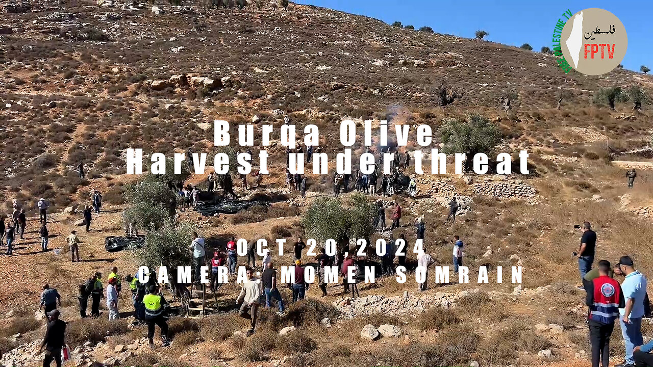 Burqa Olive Harvest under threat from Zionist Colonists.