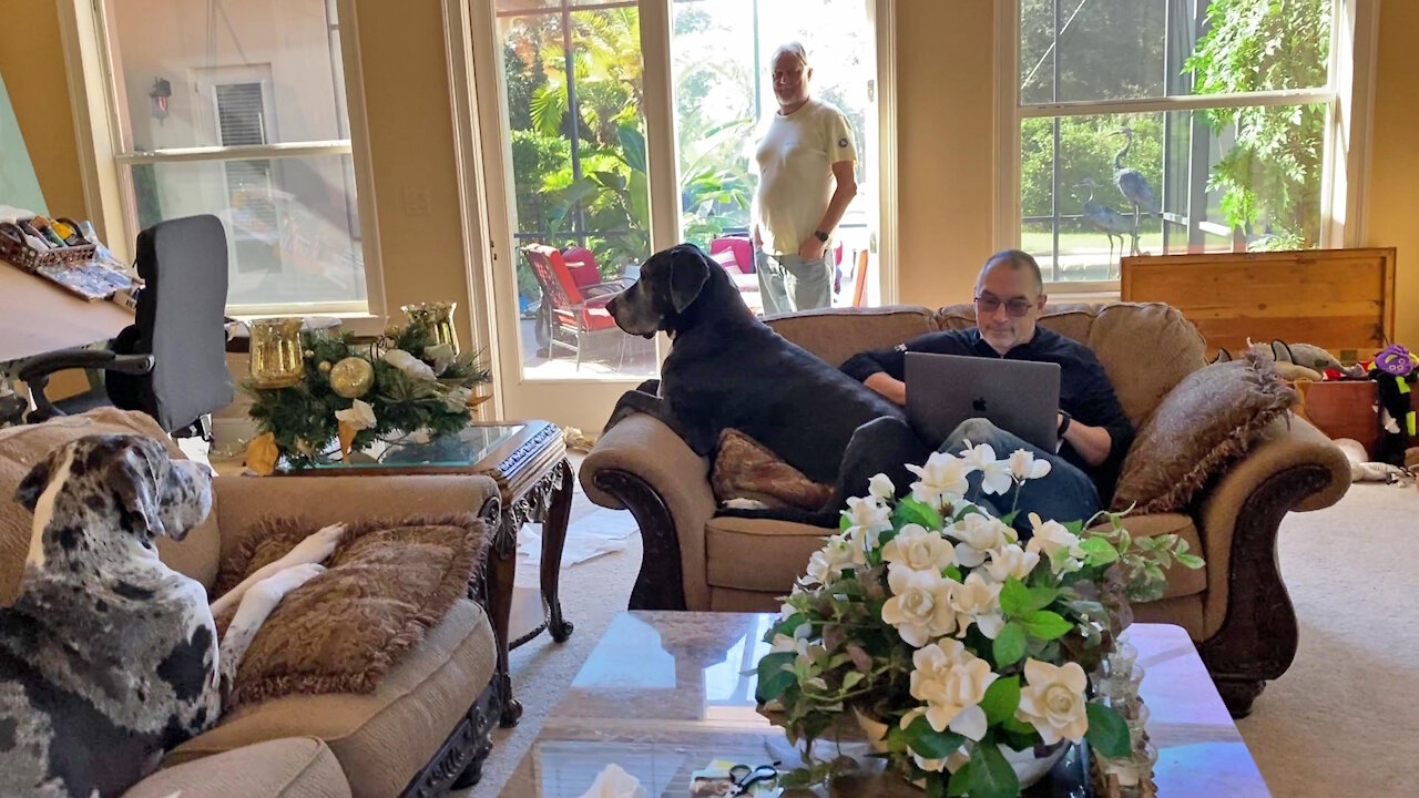 Mantle Great Dane Puppy Enjoys First Nap Time With The Pack