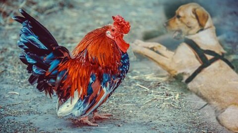 Dog vs chicken fight funny video 🤣