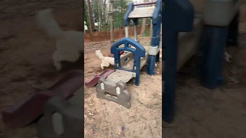 How To Know If Your Dogs Have Bonded