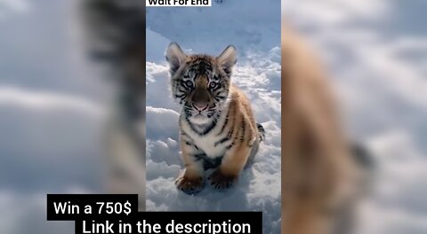 Transformation😯 | Tigers Video #Shorts #Short #tiger