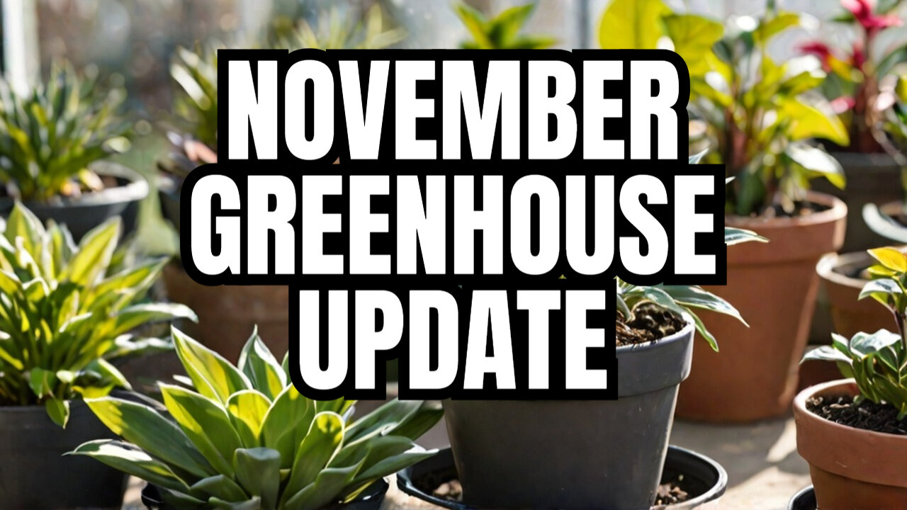 November Update On Our Greenhouse: A Look At Our Winter Plants