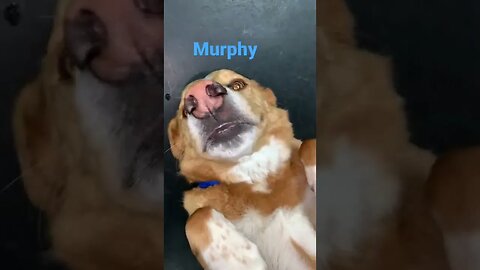 [Shorts 0060] MURPHY [#dogs #doggos #doggies #puppies #dogdaycare]