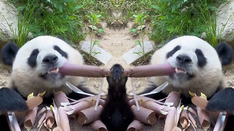 Pet Giant Panda: Lying down and eating bamboo shoots!