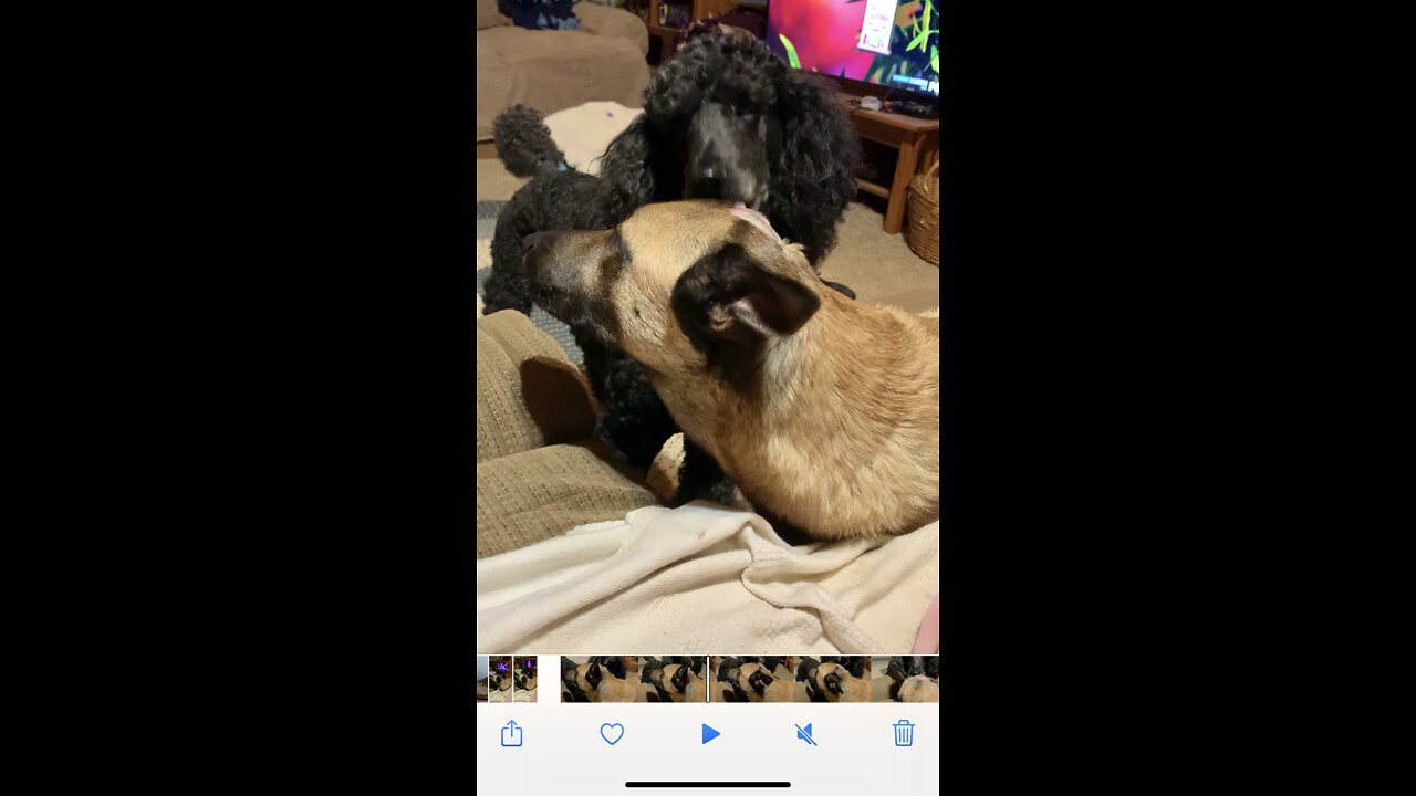 Standard poodle cleans his Malinois brothers wound on head