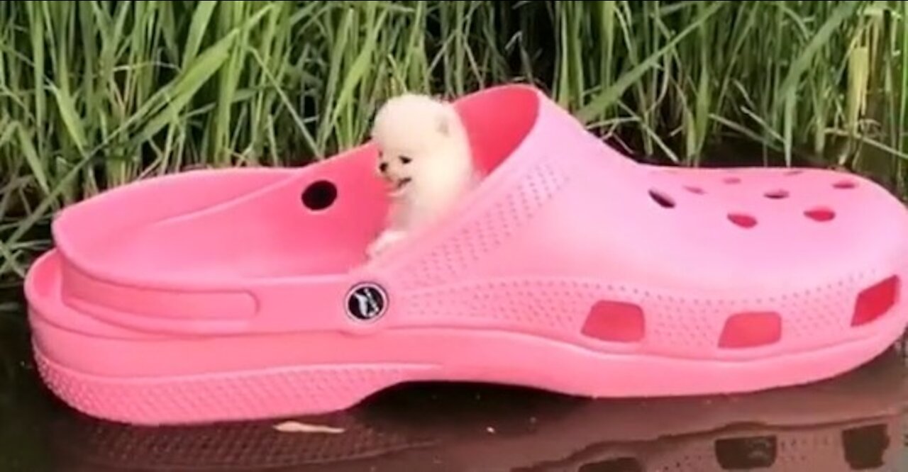 TRY NOT TO SMILE Floating Dog in Crocs